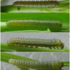 anth cardamines larva2 volg